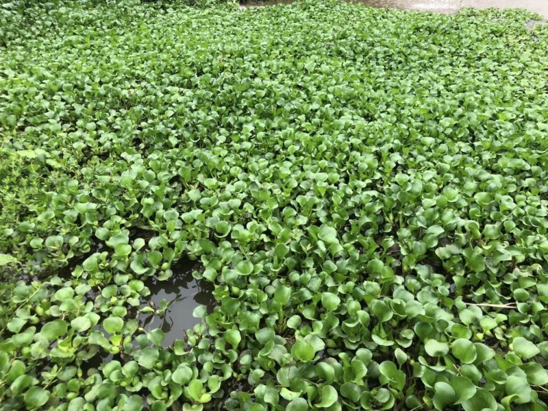 水葫芦，又名风凤眼莲。