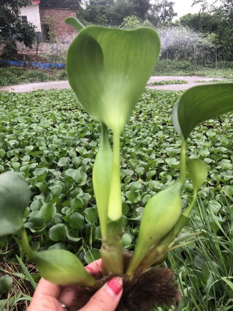 水葫芦，又名风凤眼莲。