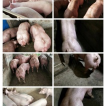二元母猪