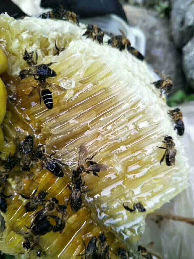 云南高原野生蜂蜜，产量低，全国包邮