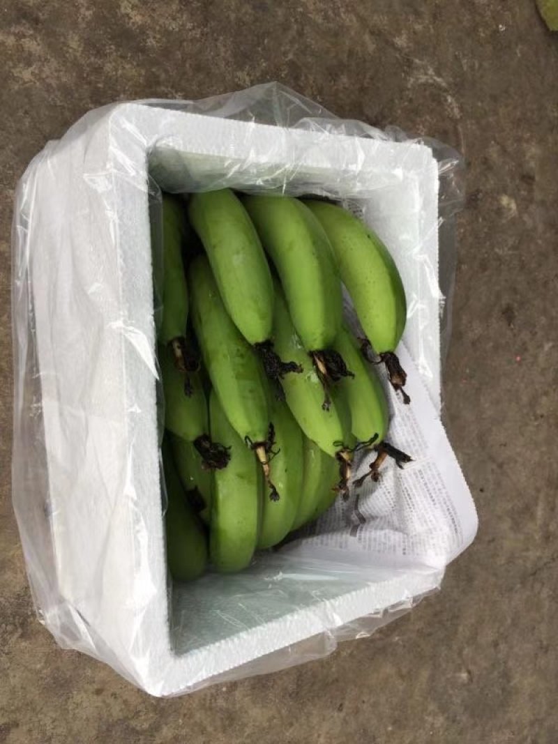 福建漳州天宝黄香蕉青皮香蕉现割