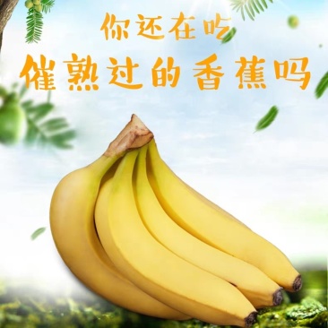 福建漳州天宝黄香蕉青皮香蕉现割