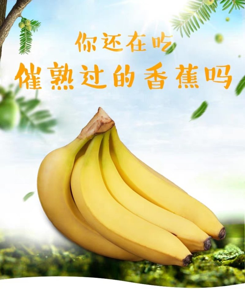 福建漳州天宝黄香蕉青皮香蕉现割