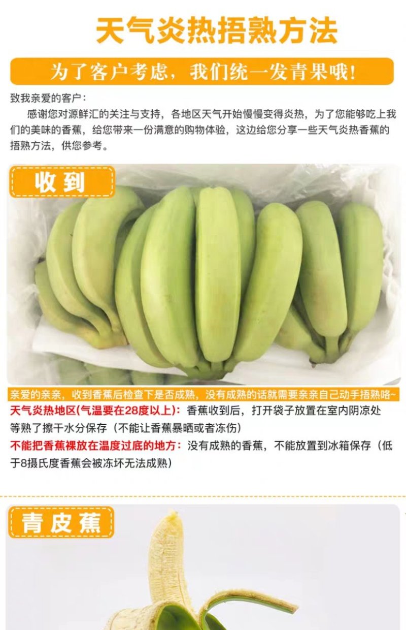 福建漳州天宝黄香蕉青皮香蕉现割