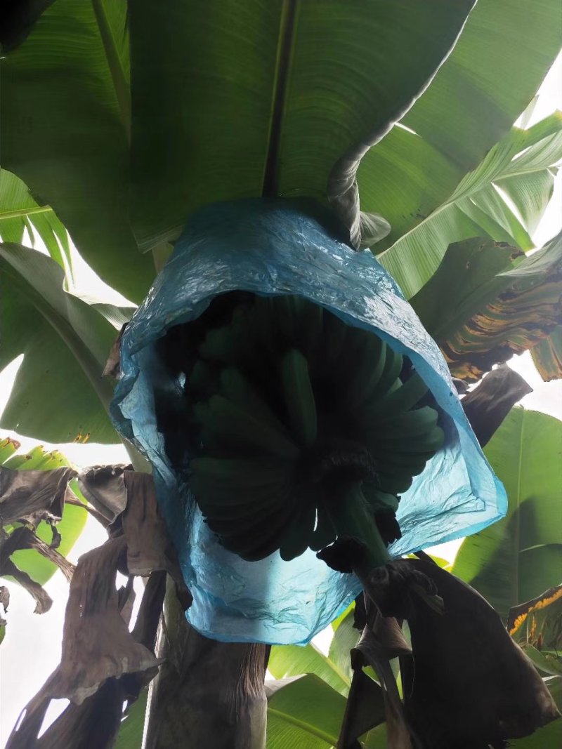 福建漳州天宝黄香蕉青皮香蕉现割