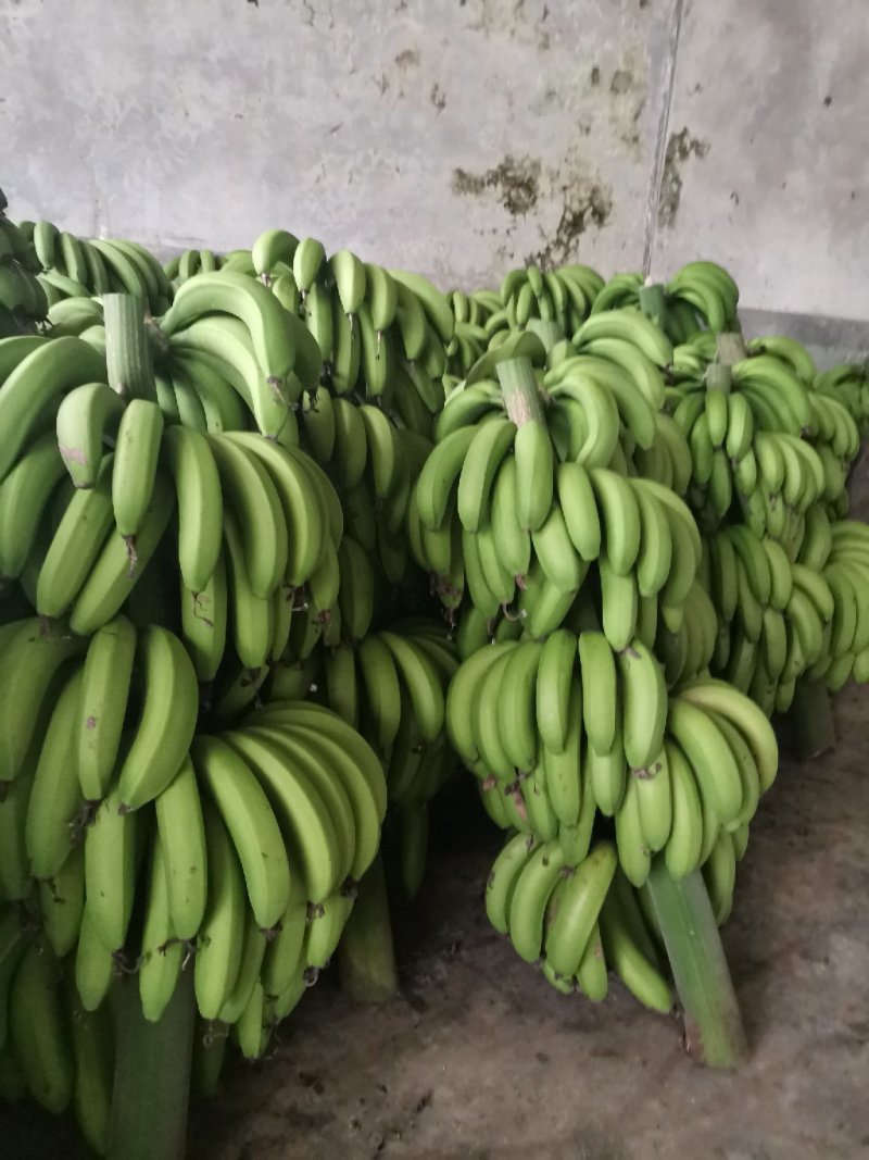 福建漳州天宝黄香蕉青皮香蕉现割