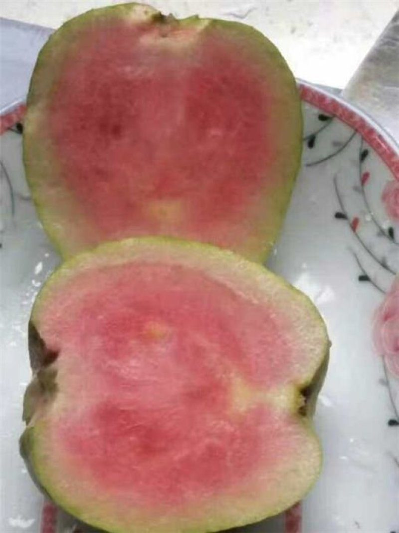 西瓜番石榴苗30~50cm
