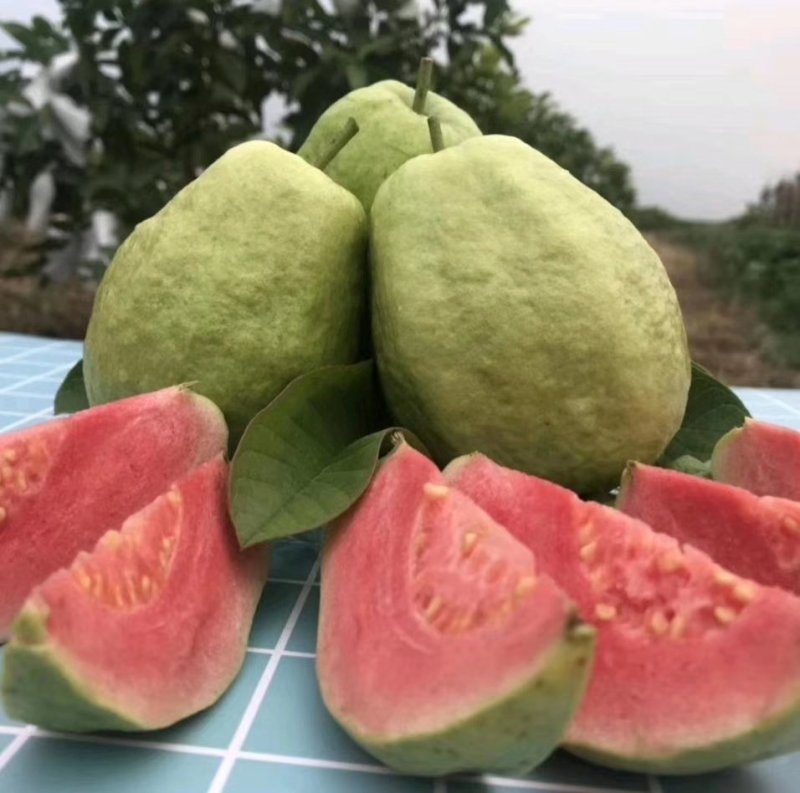 西瓜番石榴苗30~50cm
