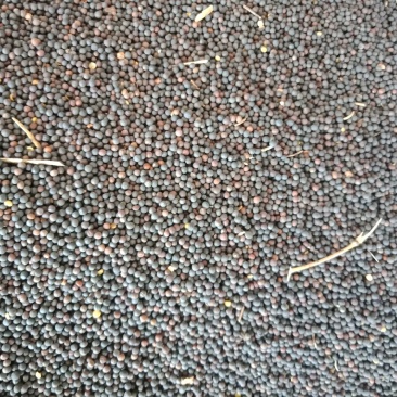 油菜籽