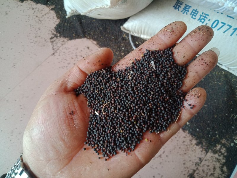 油菜籽