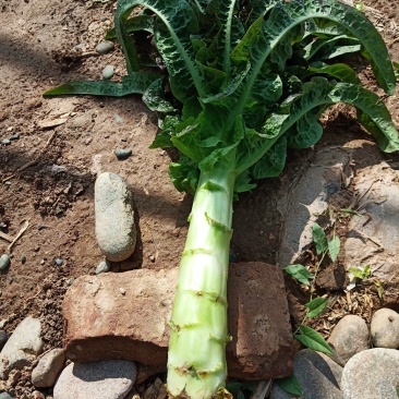 精品红笋上市，需要客户联系，
