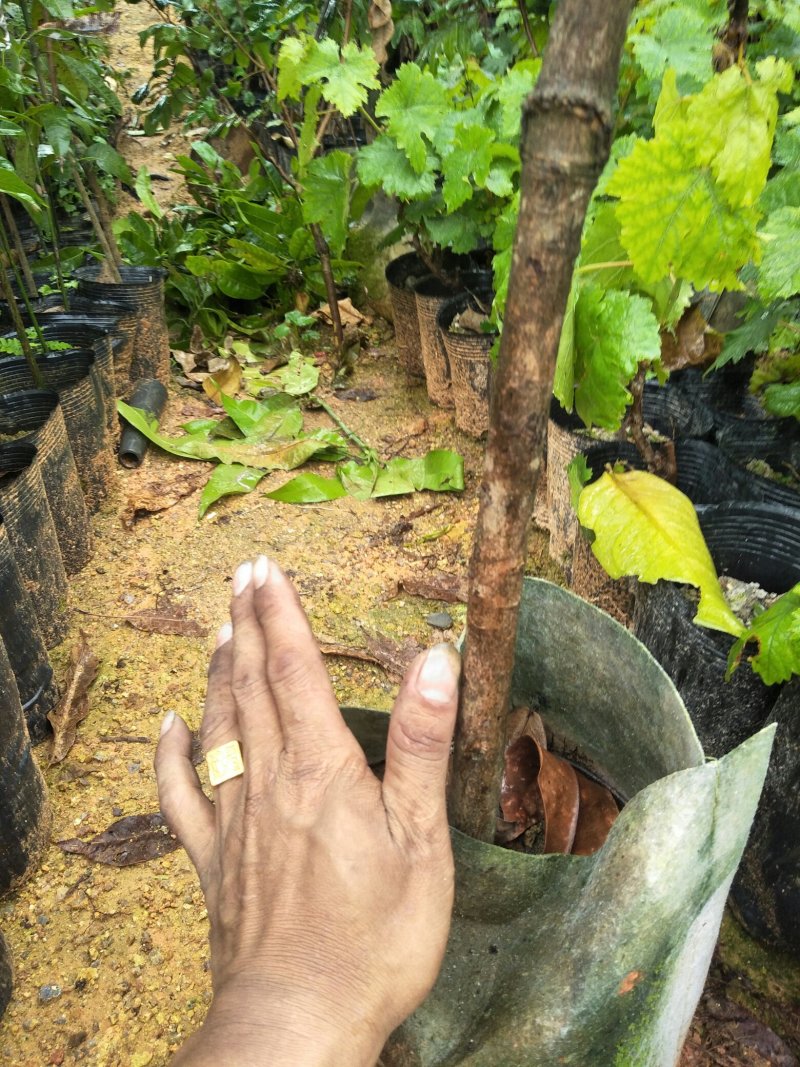 莲雾果树苗(大称砣)0.6米高左右中杯苗次年可结果