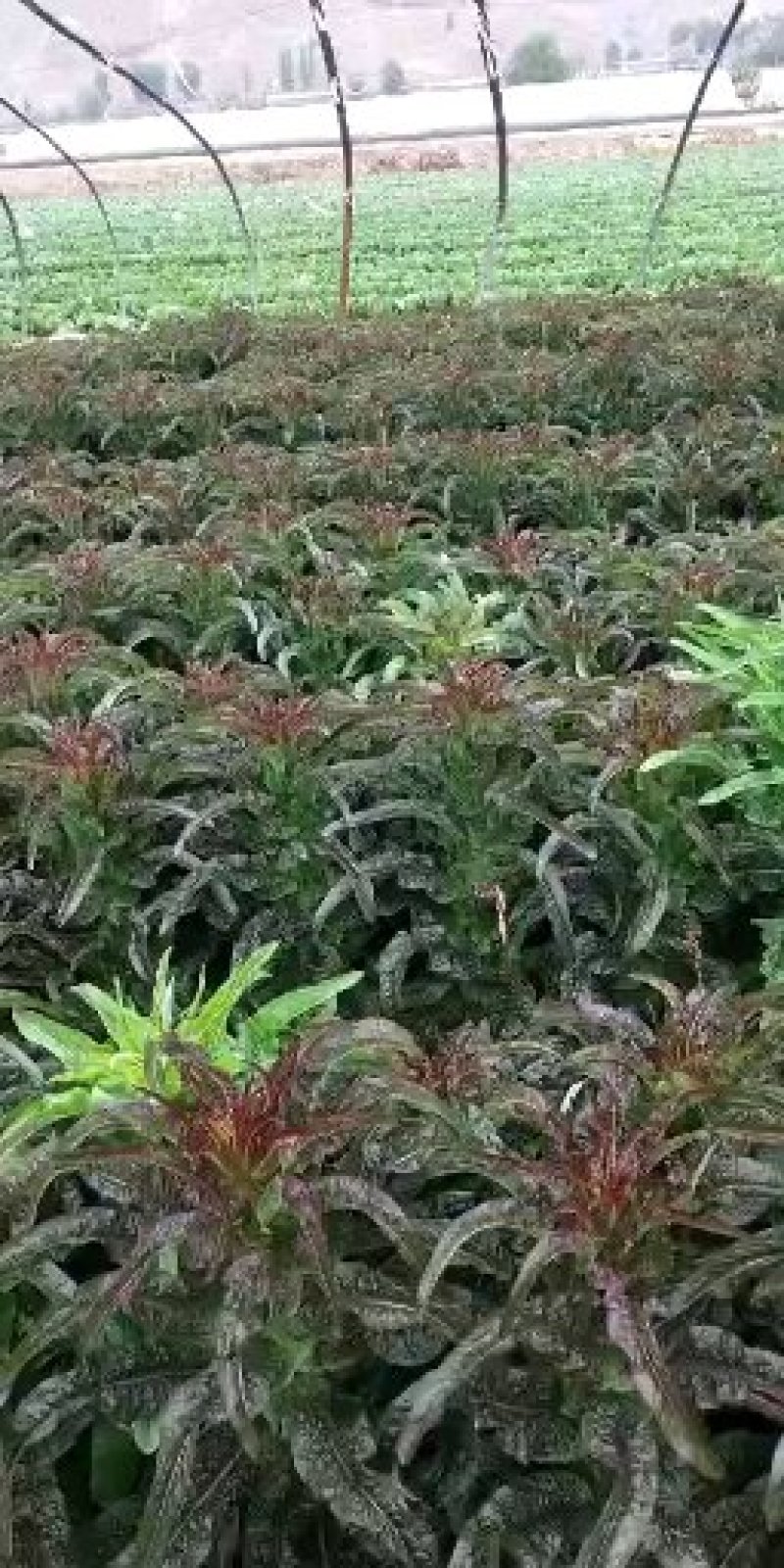 精品红笋上市了，，