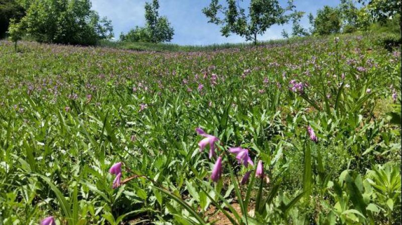 供应野生三叉白芨苗子果夹球块