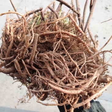 三七养心菜救心菜费菜5年老根苗