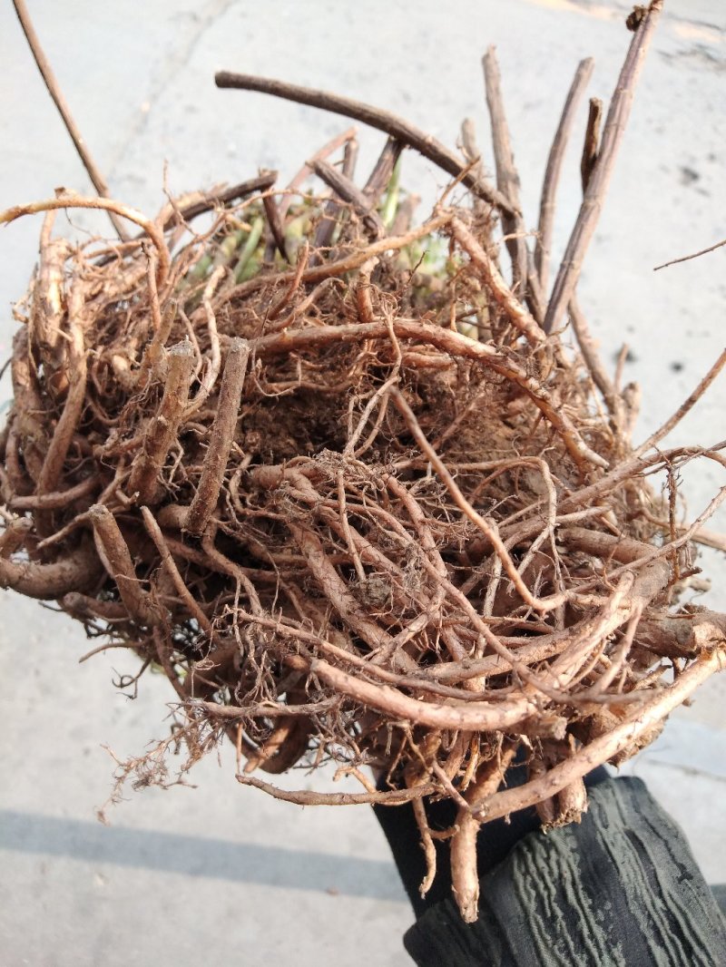 三七养心菜救心菜费菜5年老根苗