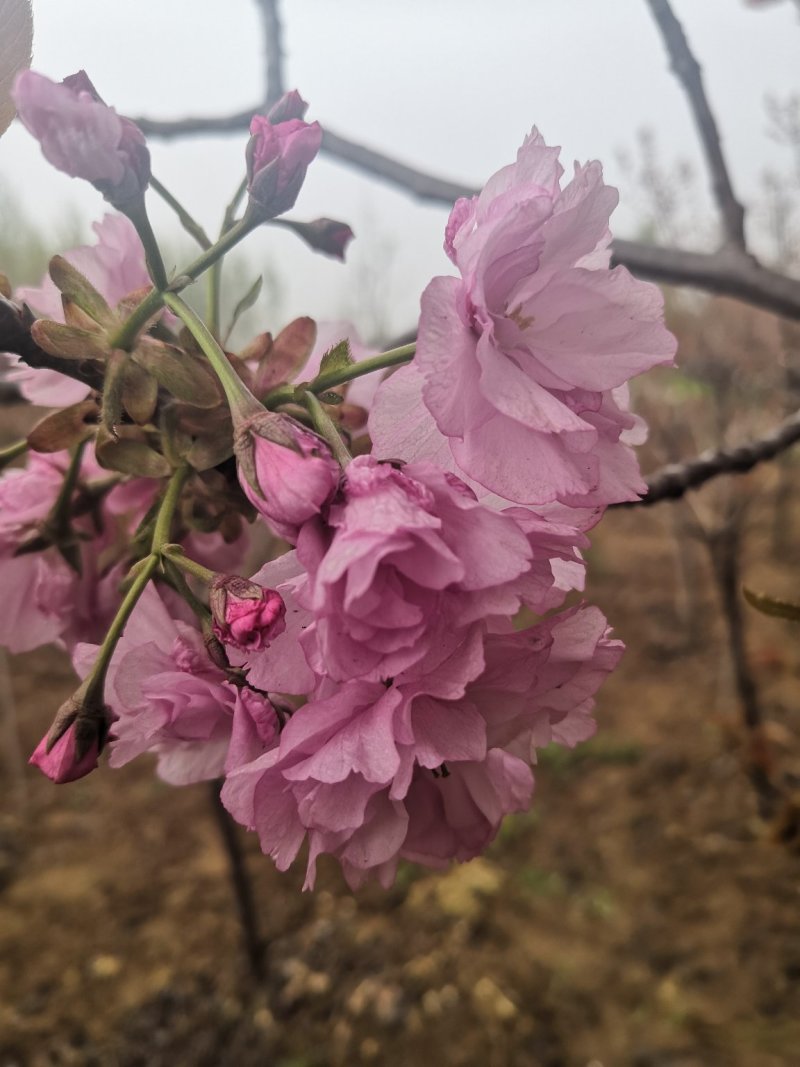 精品樱花