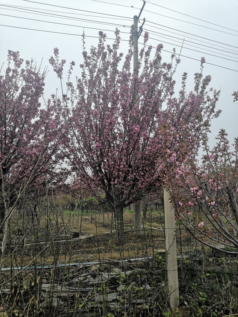 精品樱花