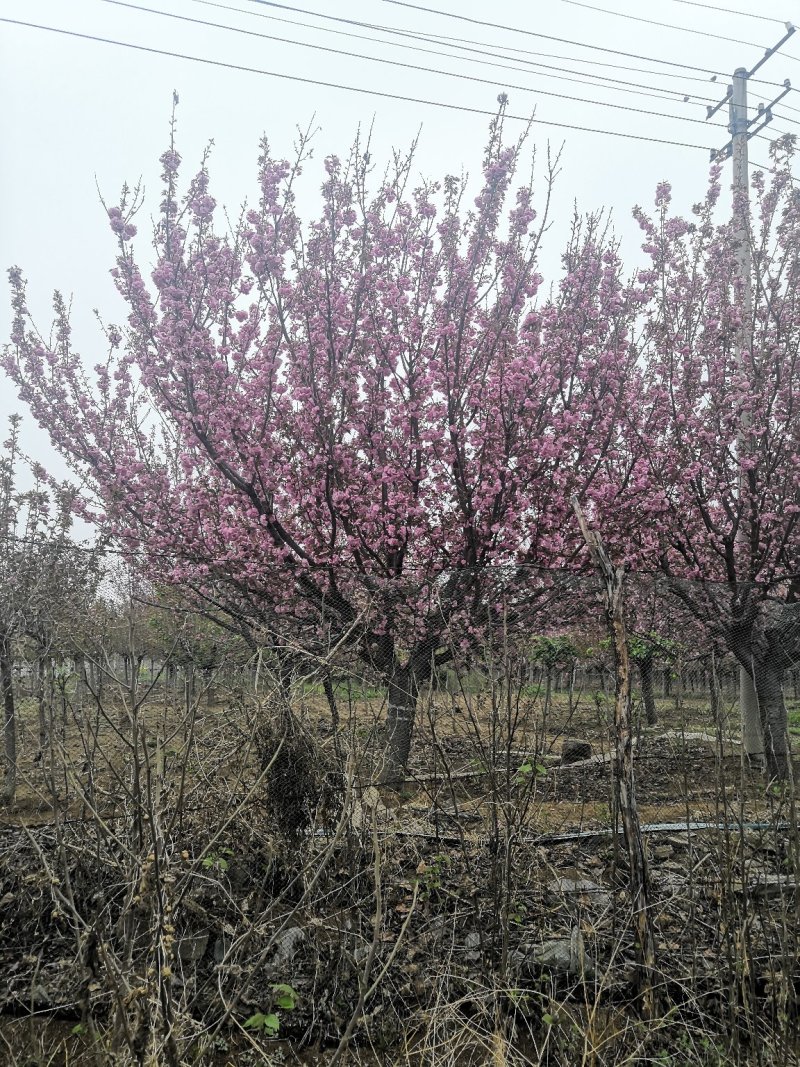 精品樱花