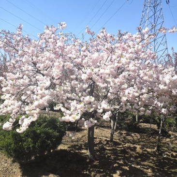精品樱花