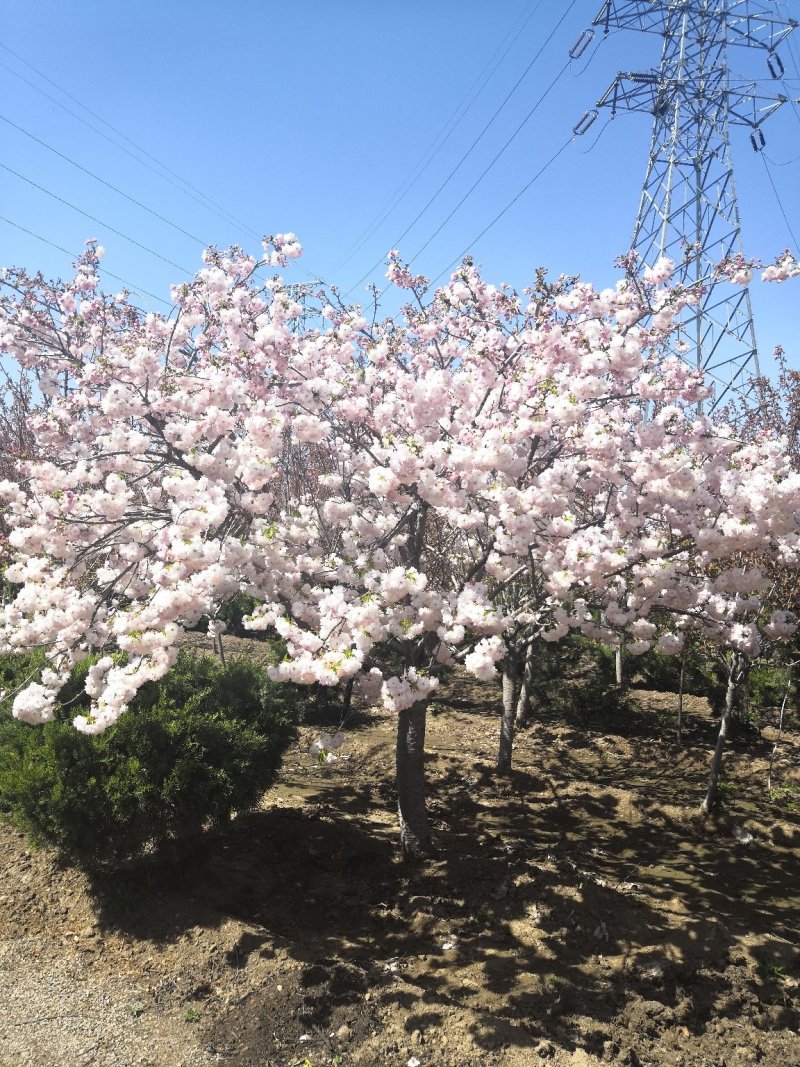 精品樱花