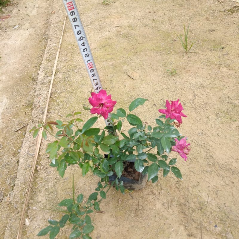 月季花各种绿化苗木有需要的联系量大优惠欢迎下单