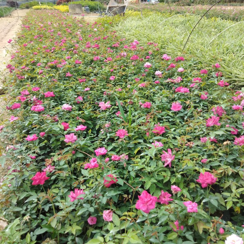月季花各种绿化苗木有需要的联系量大优惠欢迎下单
