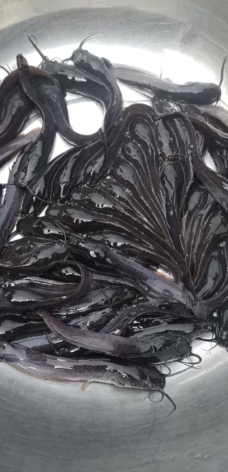 精品八须胡子鲶，埃及鱼苗，好养殖，存活率高量大从优