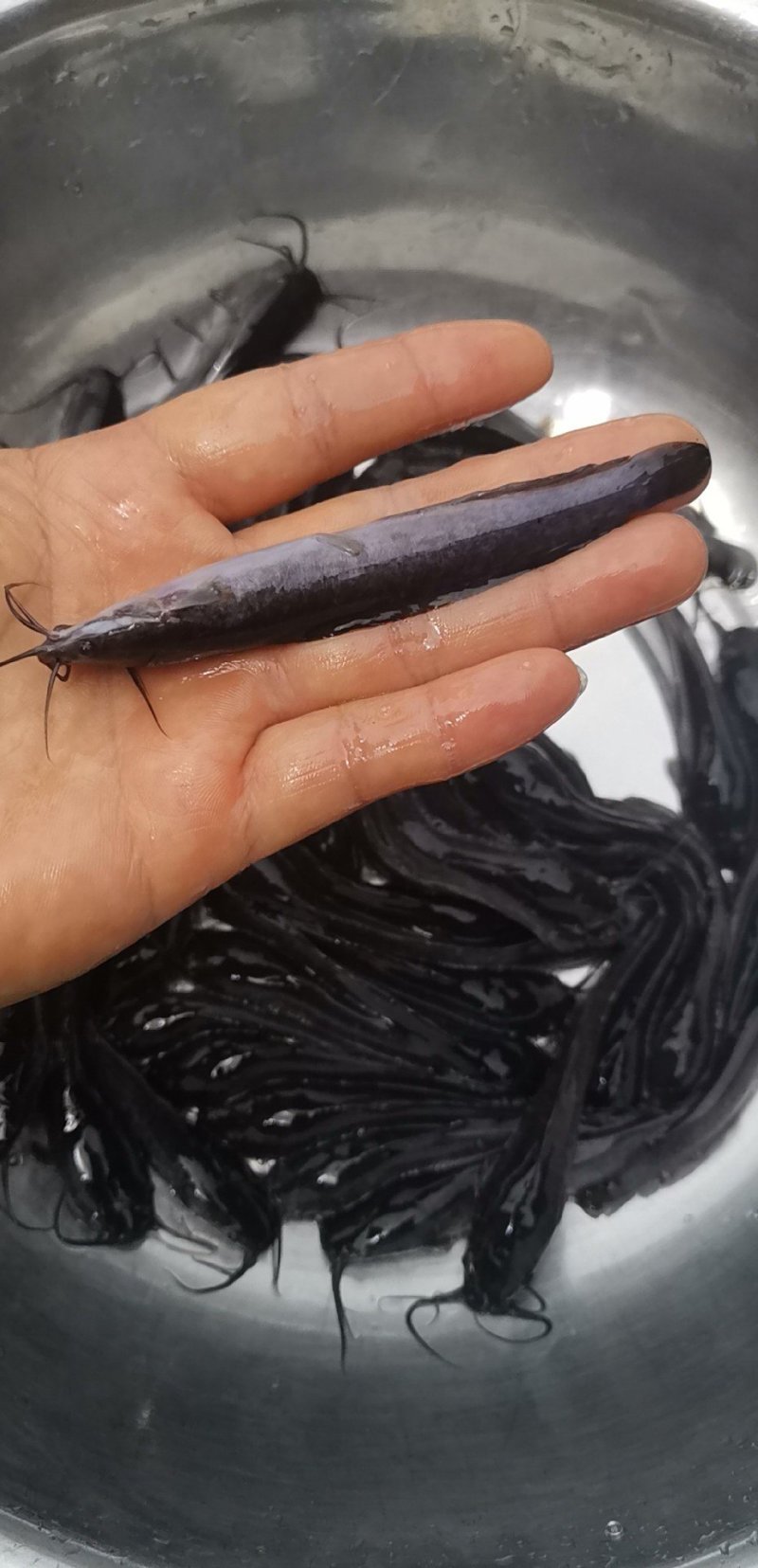 精品八须胡子鲶，埃及鱼苗，好养殖，存活率高量大从优