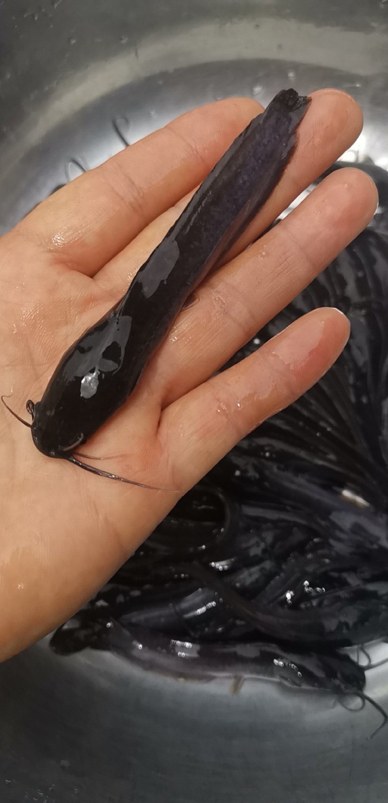 精品八须胡子鲶，埃及鱼苗，好养殖，存活率高量大从优