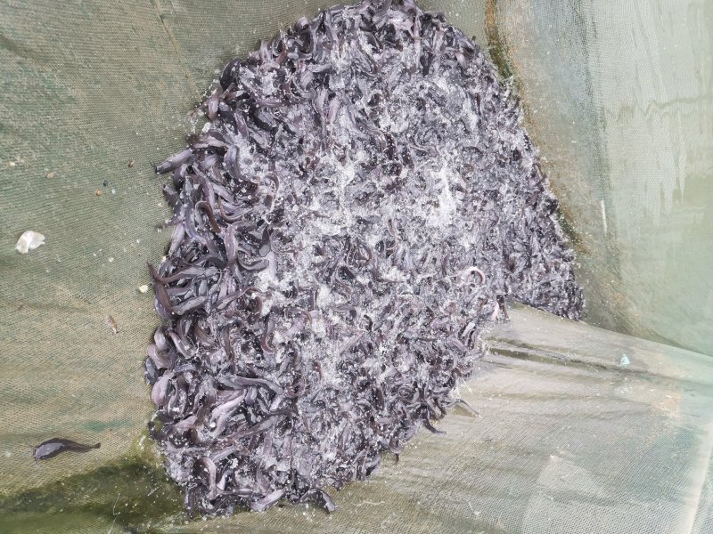 精品八须胡子鲶，埃及鱼苗，好养殖，存活率高量大从优