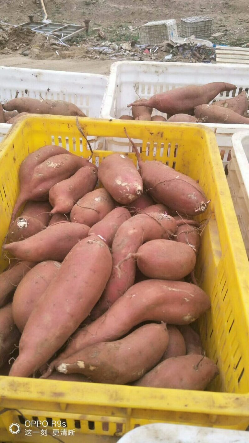 红薯