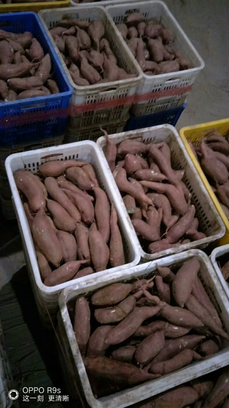 红薯