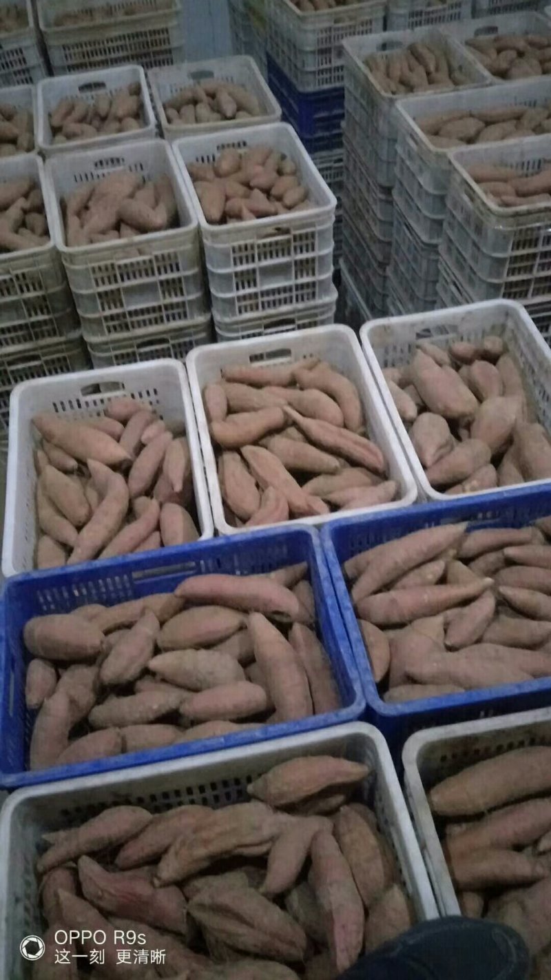 红薯烟薯