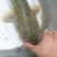淡水鱼类，大口鲢鱼，量大从尤，送货上门，诚信