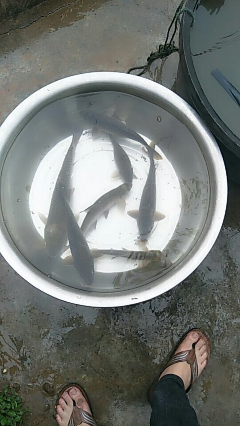 鲫鱼包成活诚信经营