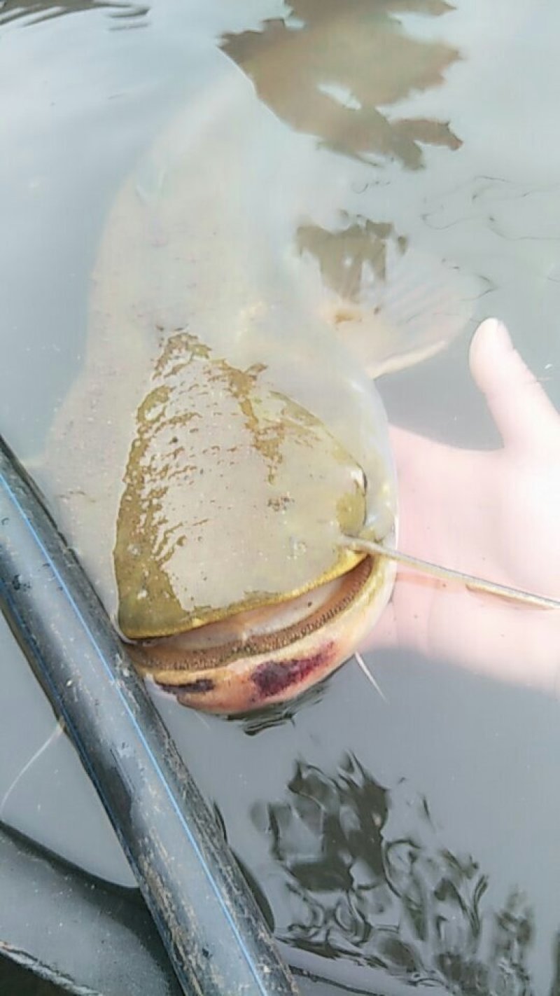 鲫鱼包成活诚信经营