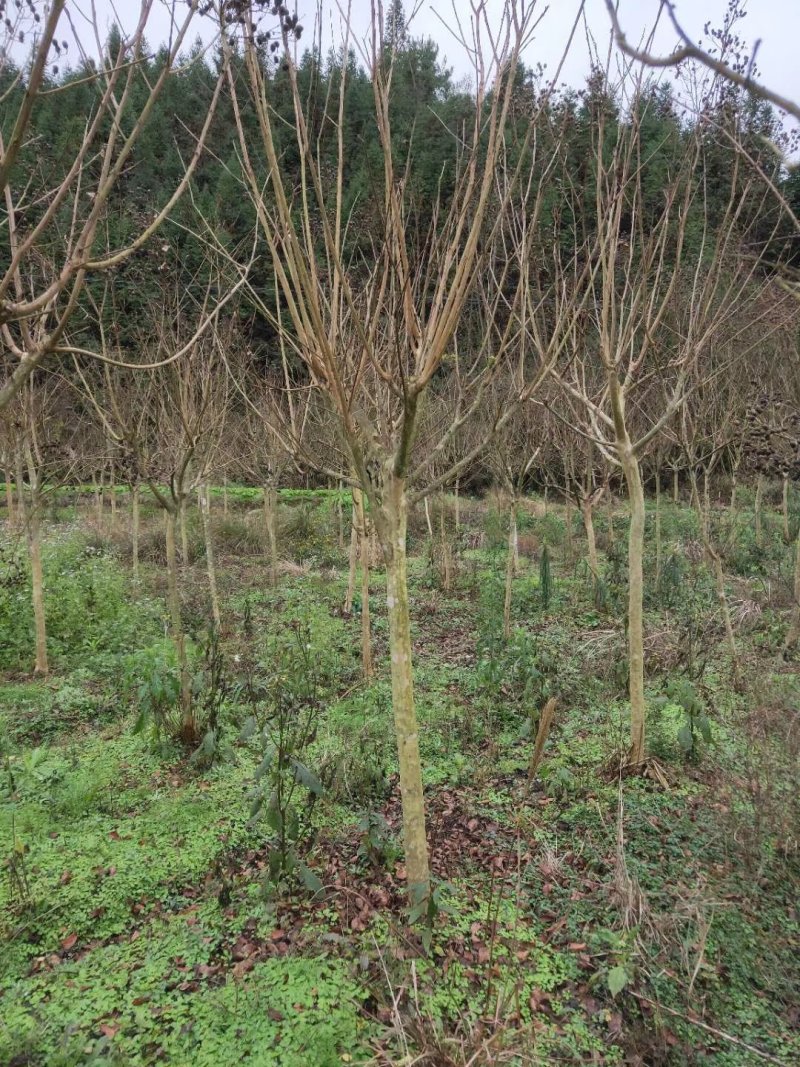 4--6公分紫薇成活率高，包技术指导基地直发欢迎咨询