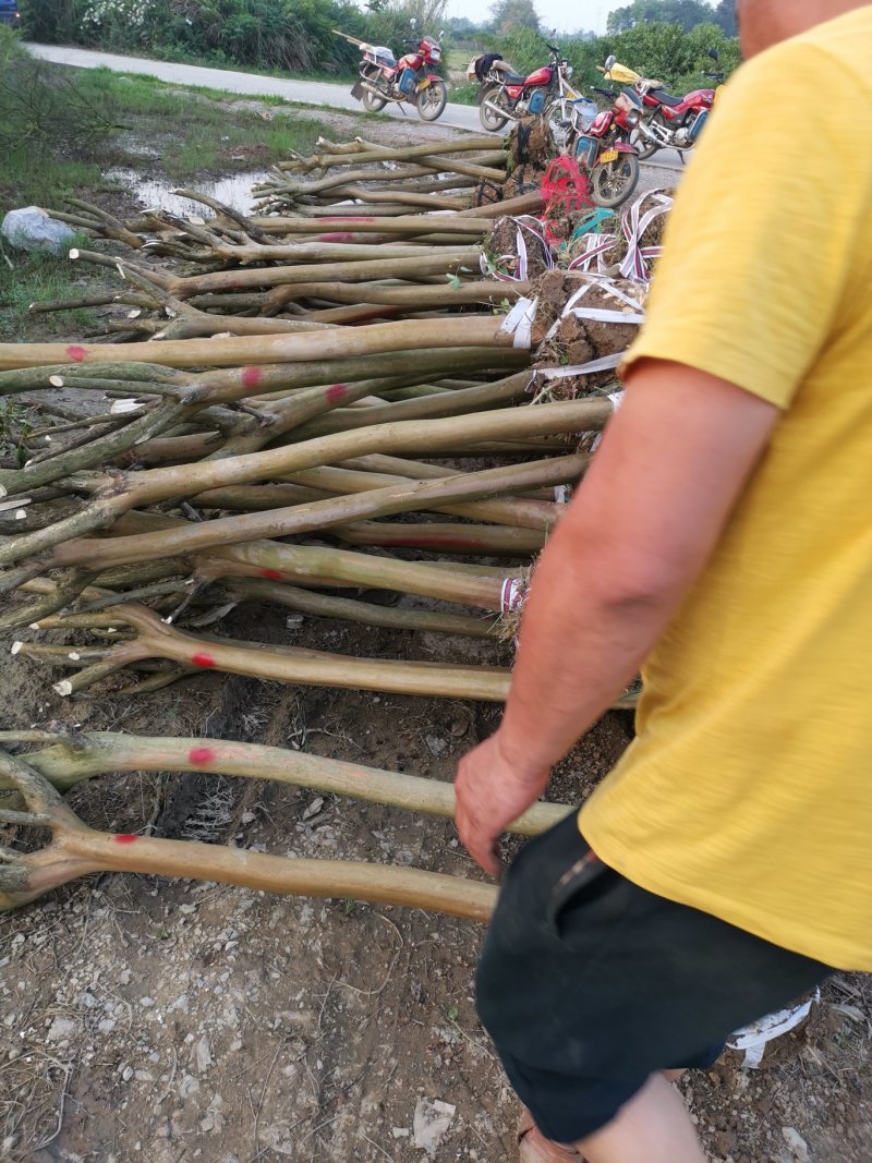 4--6公分紫薇成活率高，包技术指导基地直发欢迎咨询