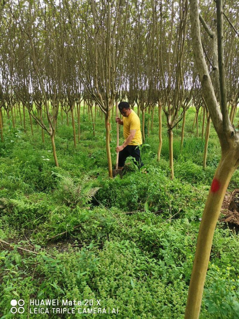 4--6公分紫薇成活率高，包技术指导基地直发欢迎咨询
