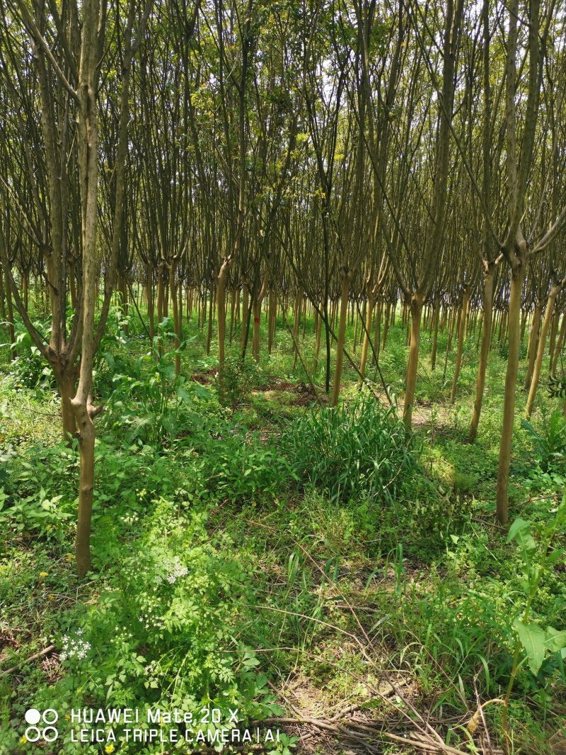 4--6公分紫薇成活率高，包技术指导基地直发欢迎咨询