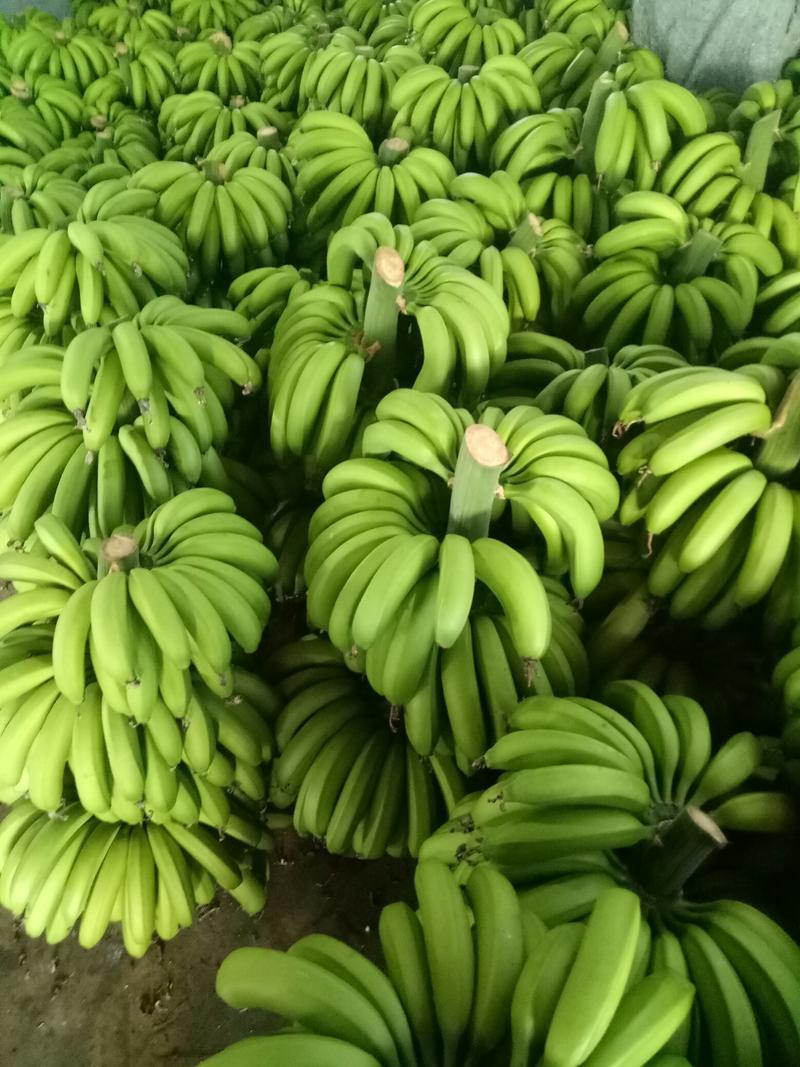 天宝香蕉