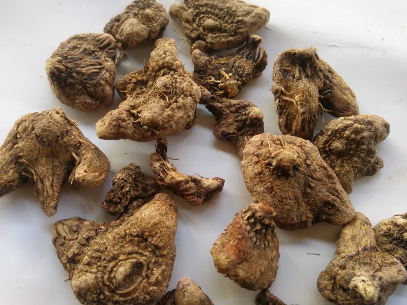白芨紫花白芨白芨白芨
