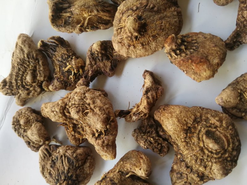 白芨紫花白芨白芨白芨