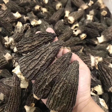 新货羊肚菌