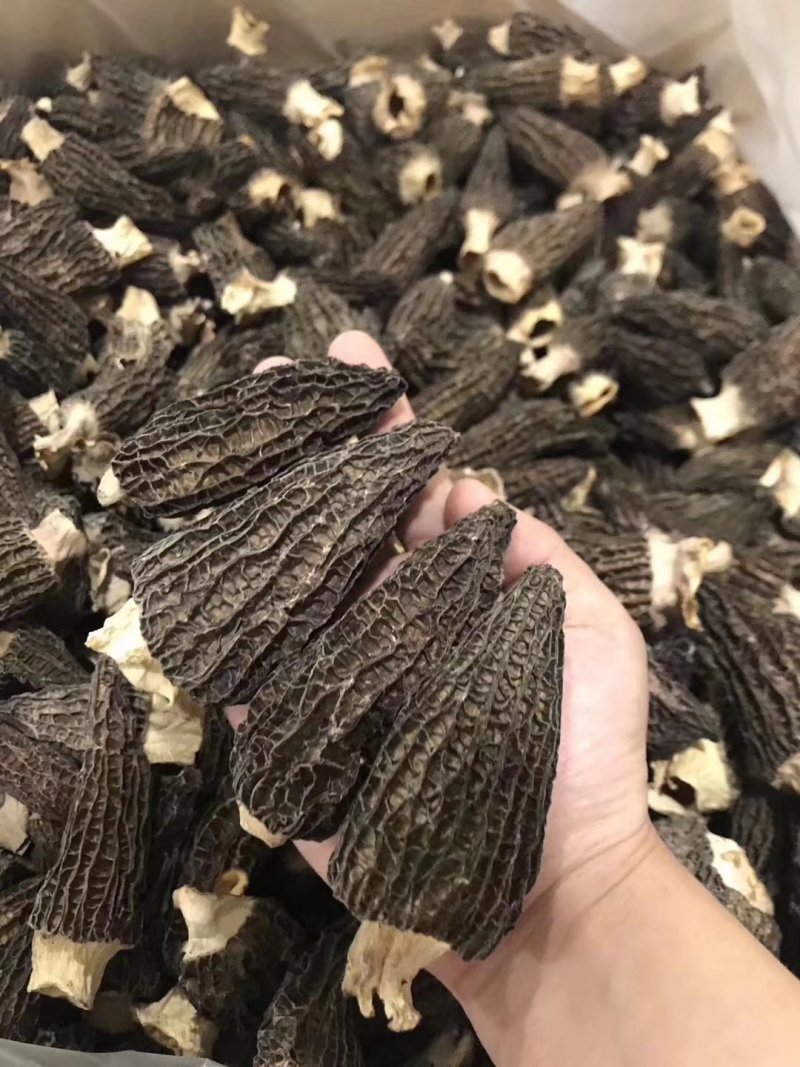 新货羊肚菌