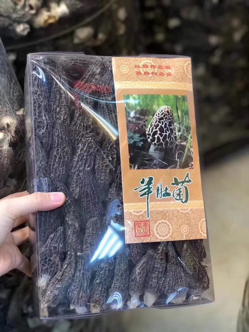 新货羊肚菌