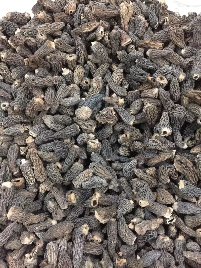 新货羊肚菌