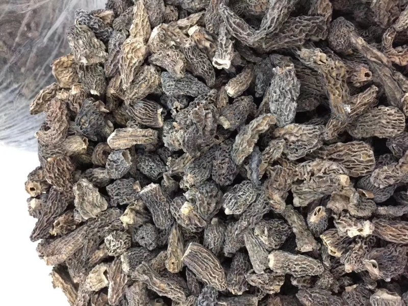 新货羊肚菌
