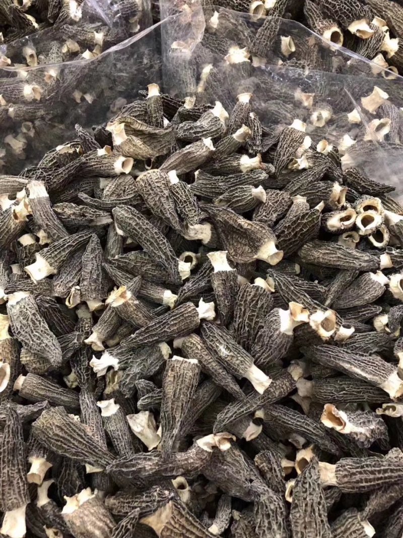 新货羊肚菌